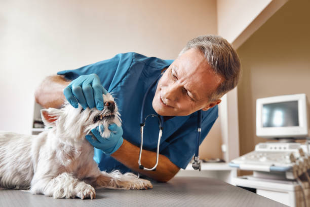 Best Emergency Dentist for Knocked-Out Tooth in Wharton, NJ